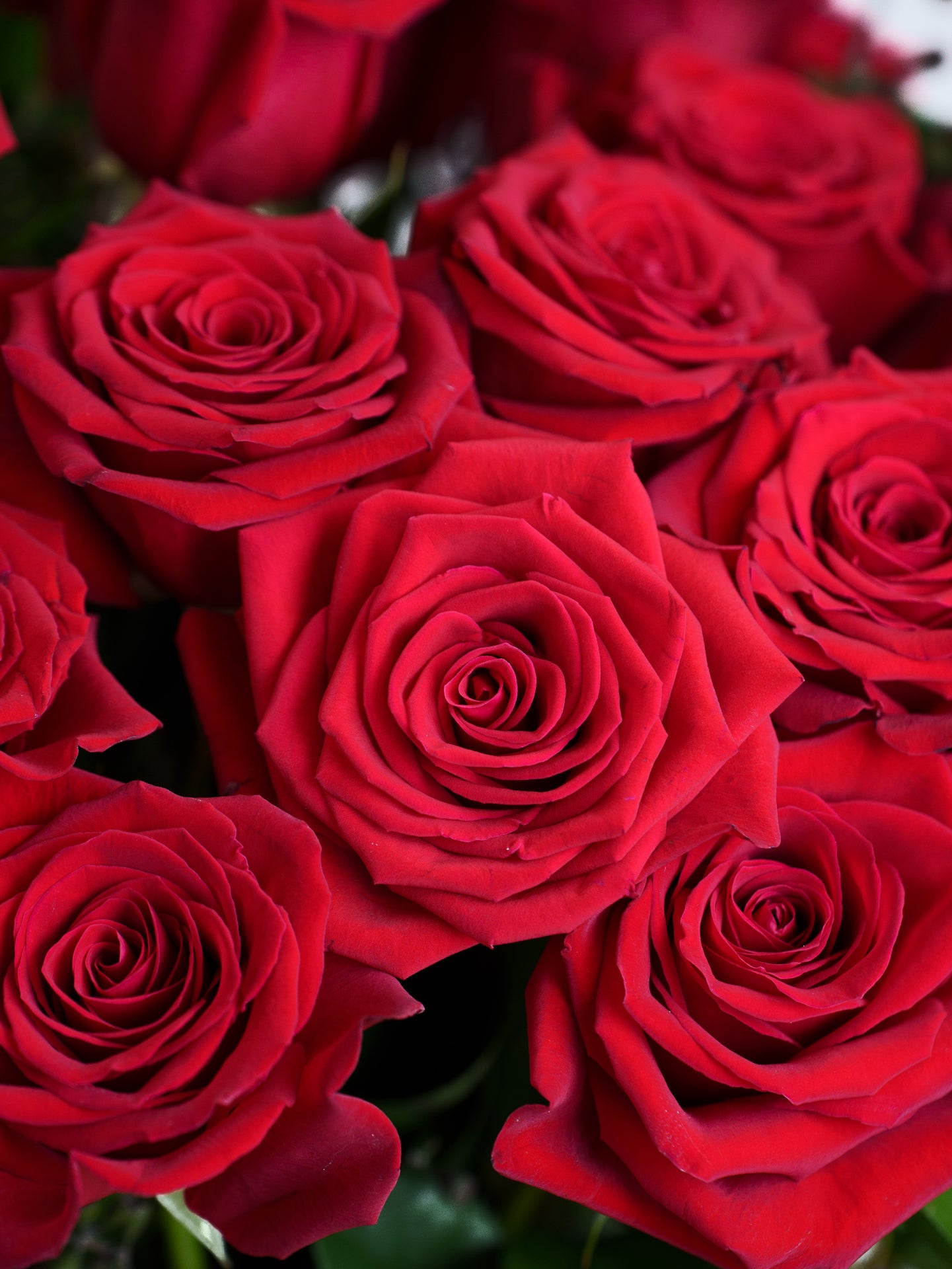 12 Red Roses