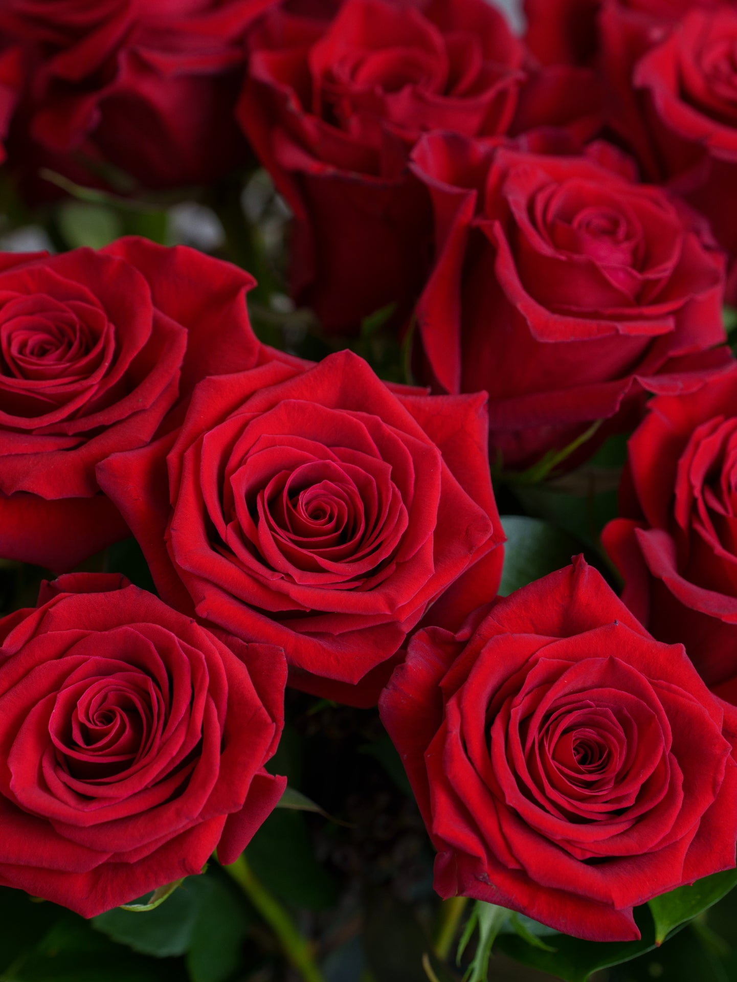 24 Red Roses