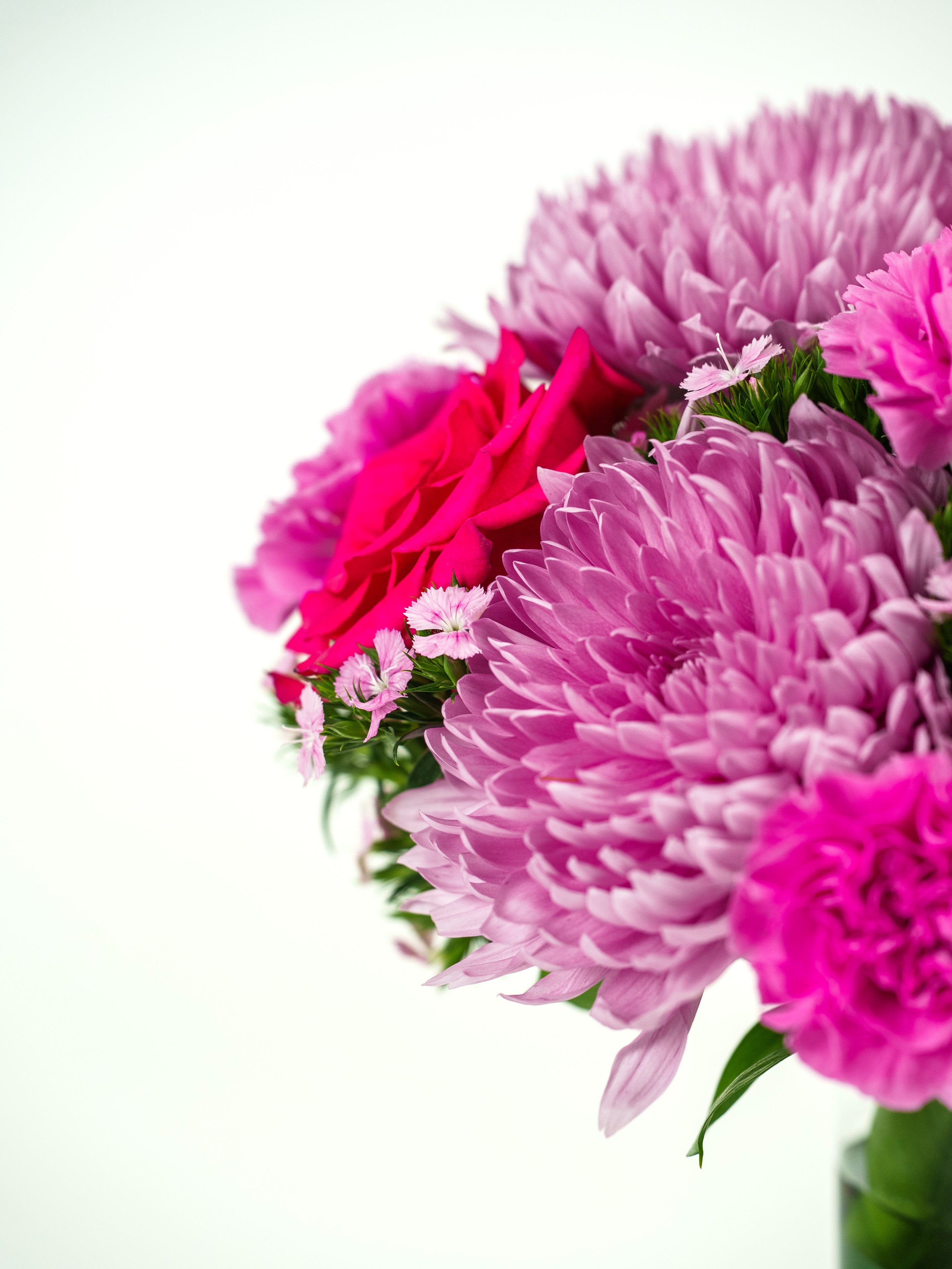 Midnight Bloom