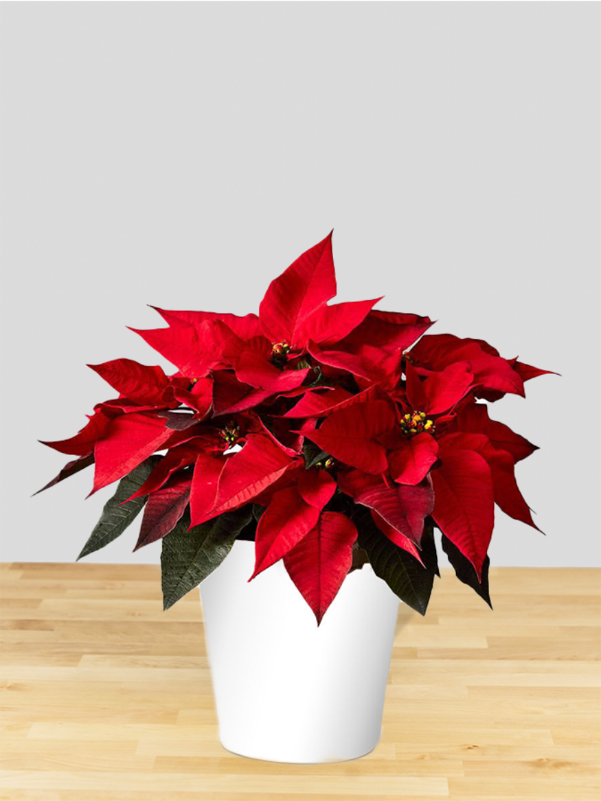 Poinsettia