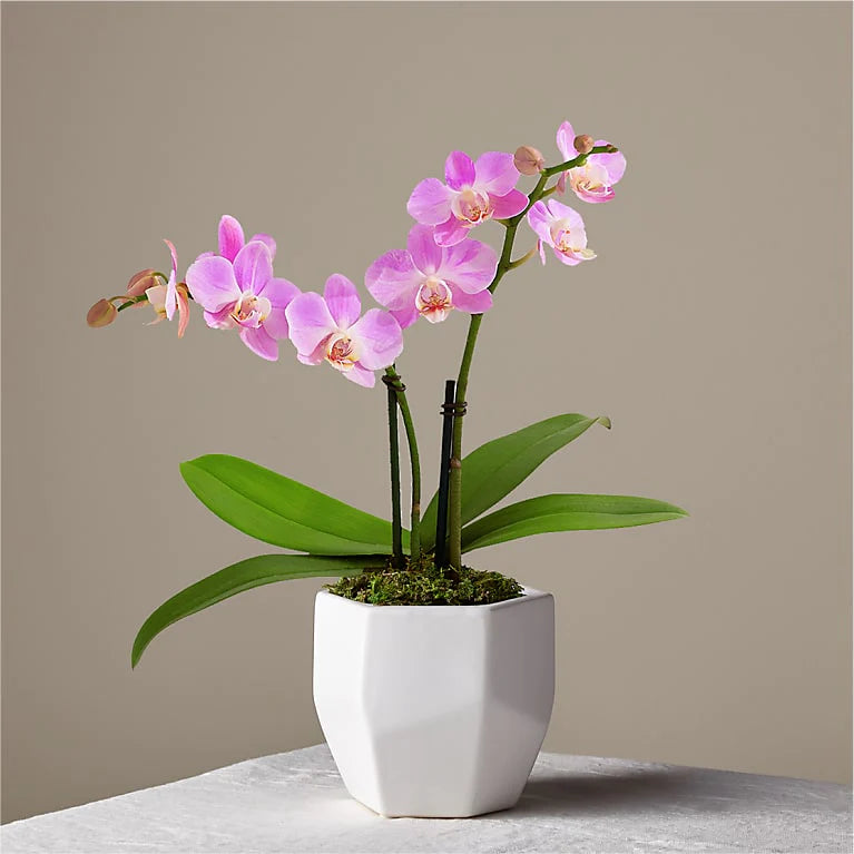 Pink orchid online