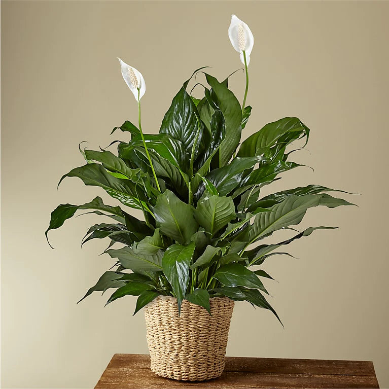 lily pad plant indoor Peace Lily Plant — Indoor Plant Gift