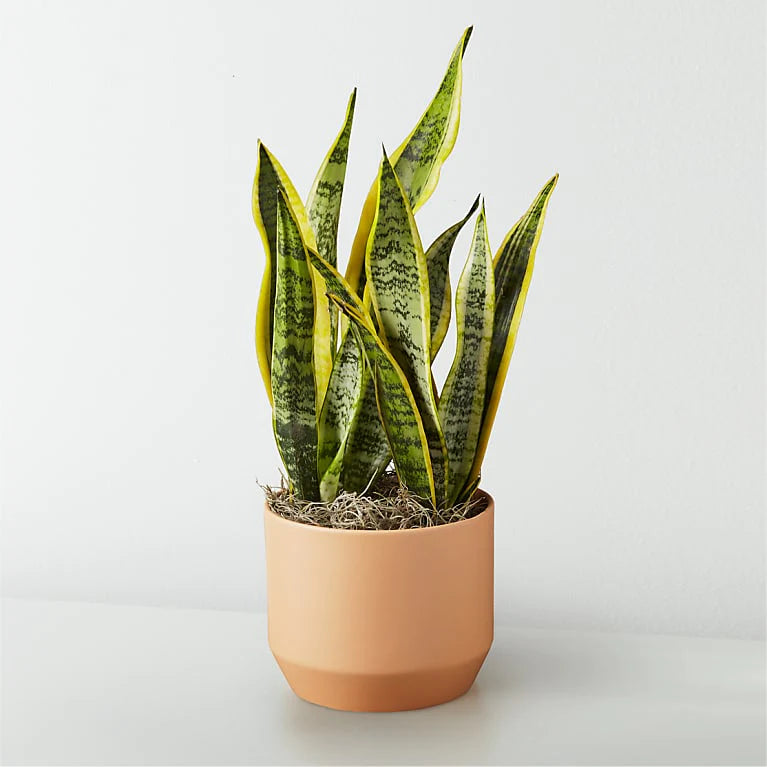tall snake plant in pot Snake Plant — Indoor Plant Gift