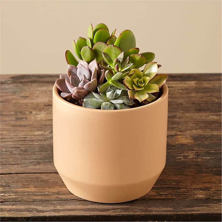 low pots for succulents FTD Flower Delivery | Succulent Garden