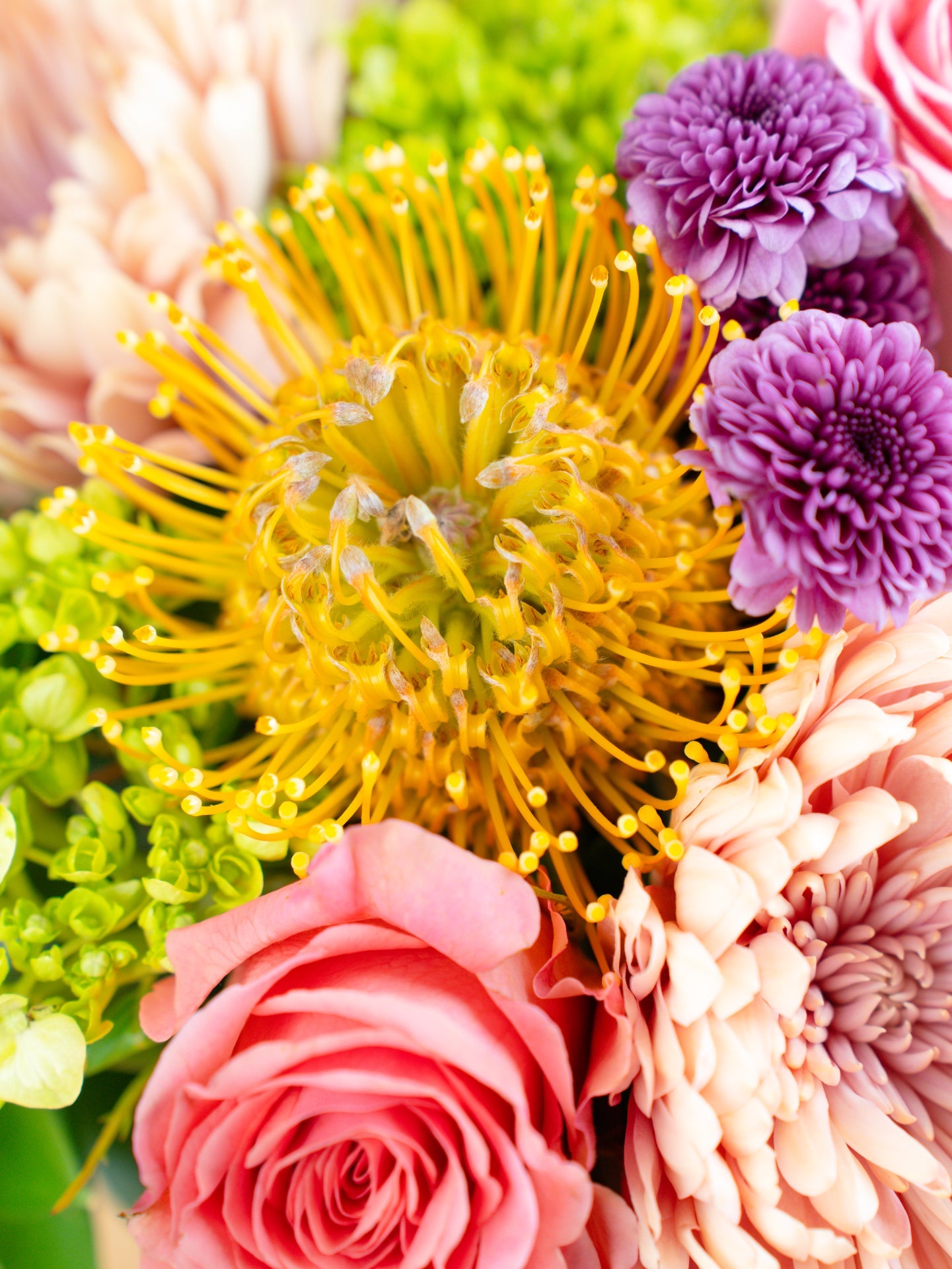 Protea Harvest
