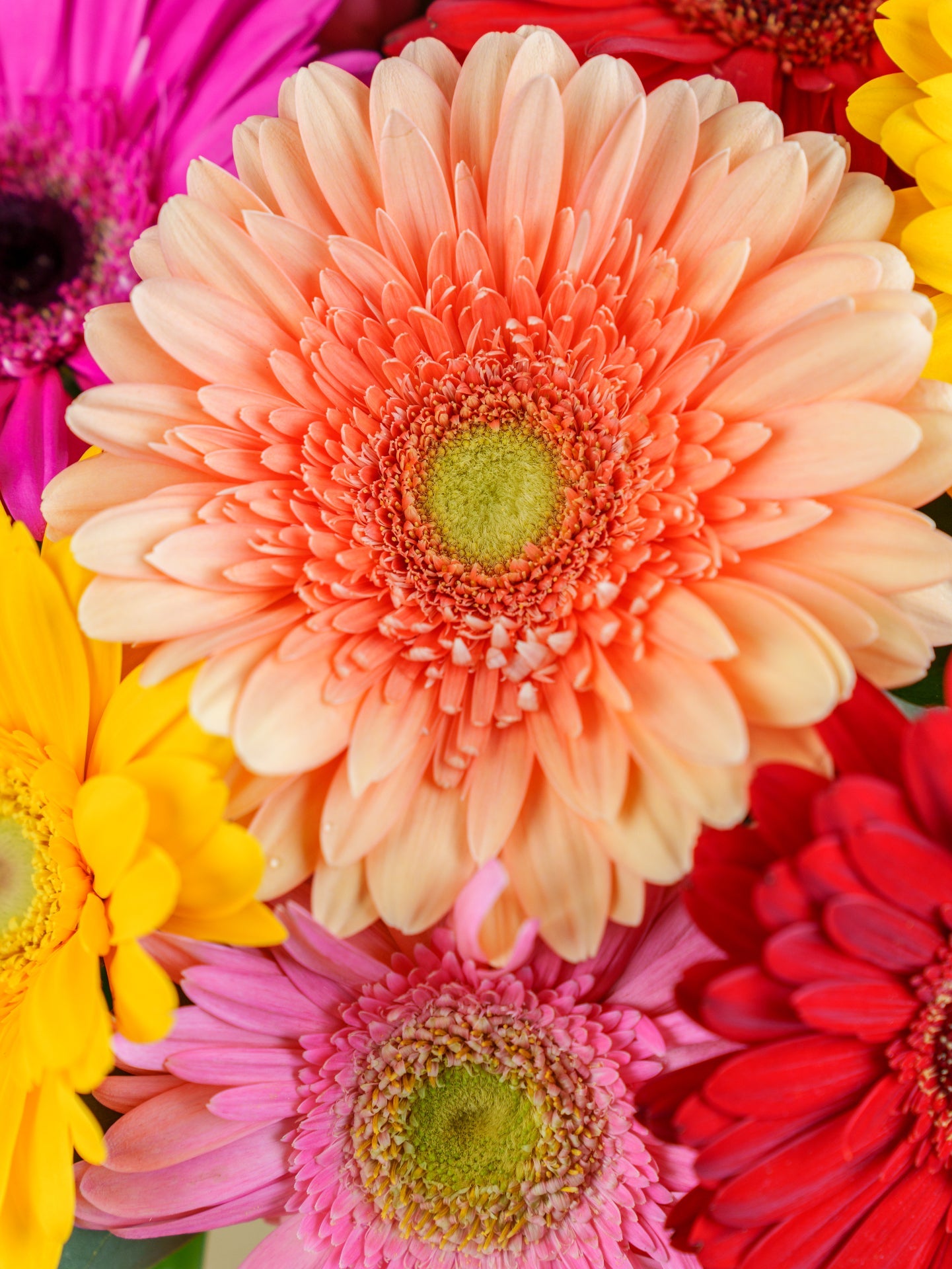 Dazzling Gerbera