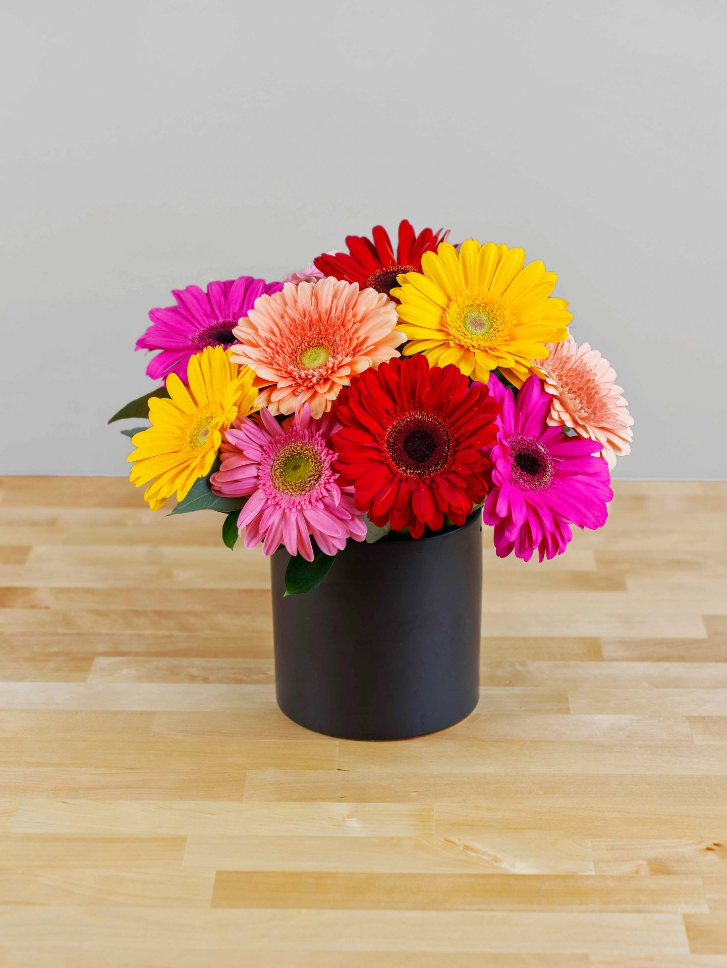 Dazzling Gerbera