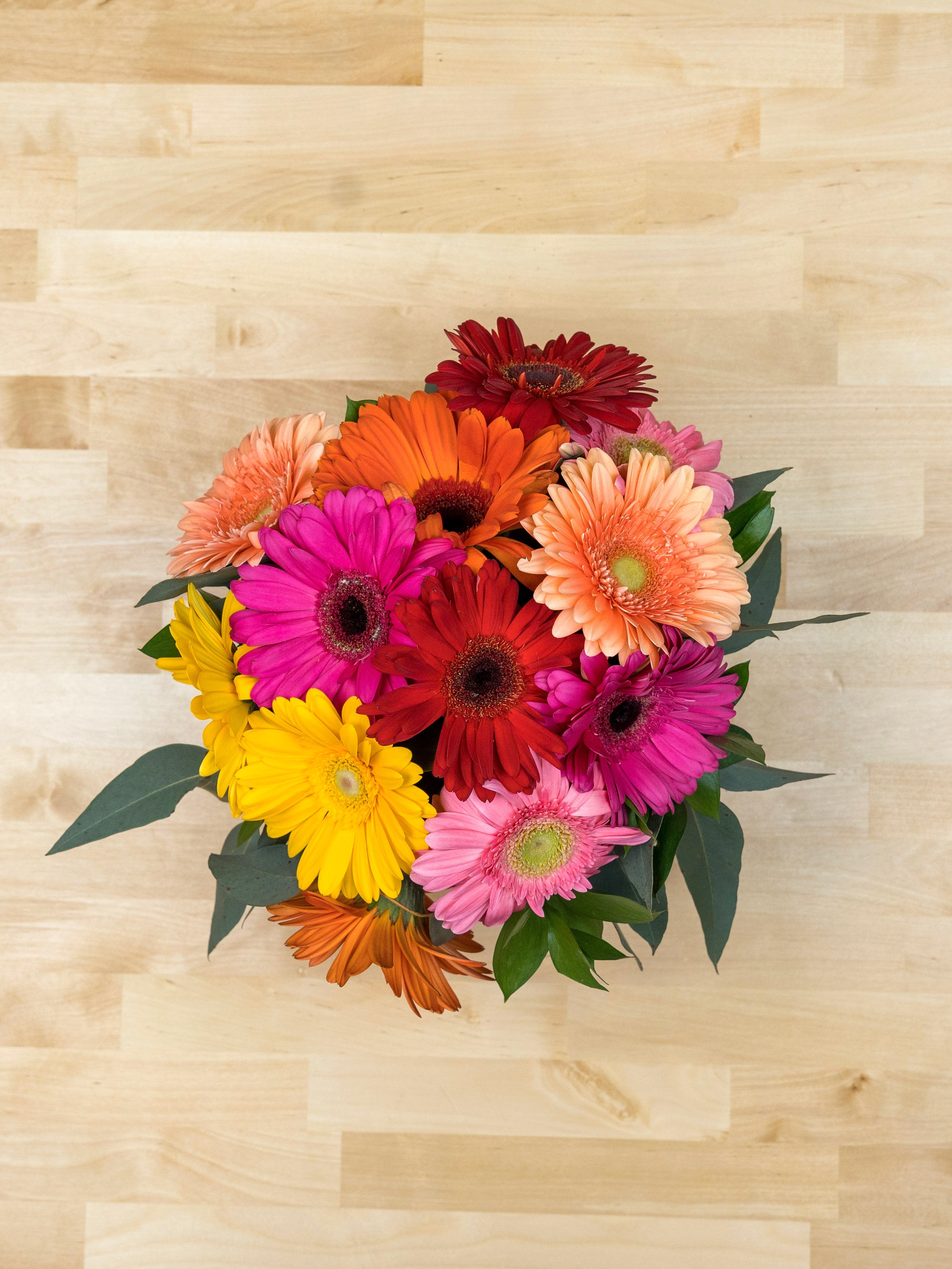 Dazzling Gerbera