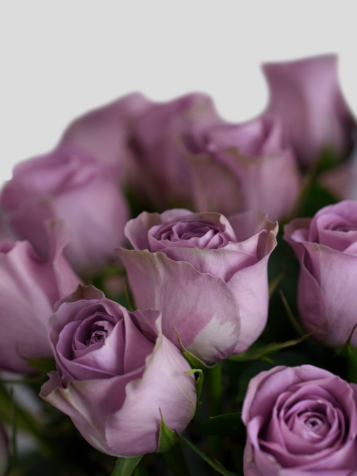 12 Purple Roses