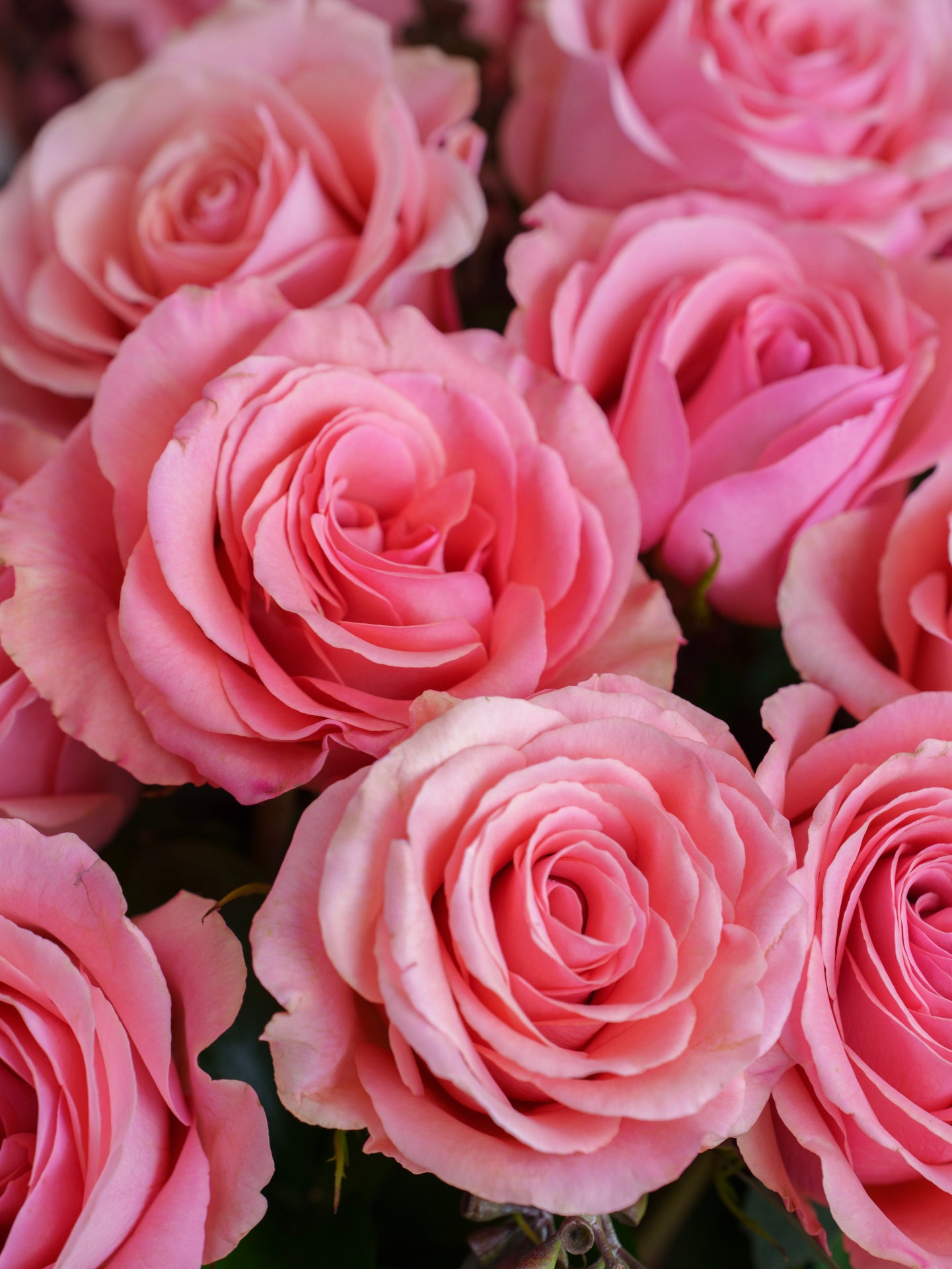 24 Pink Roses