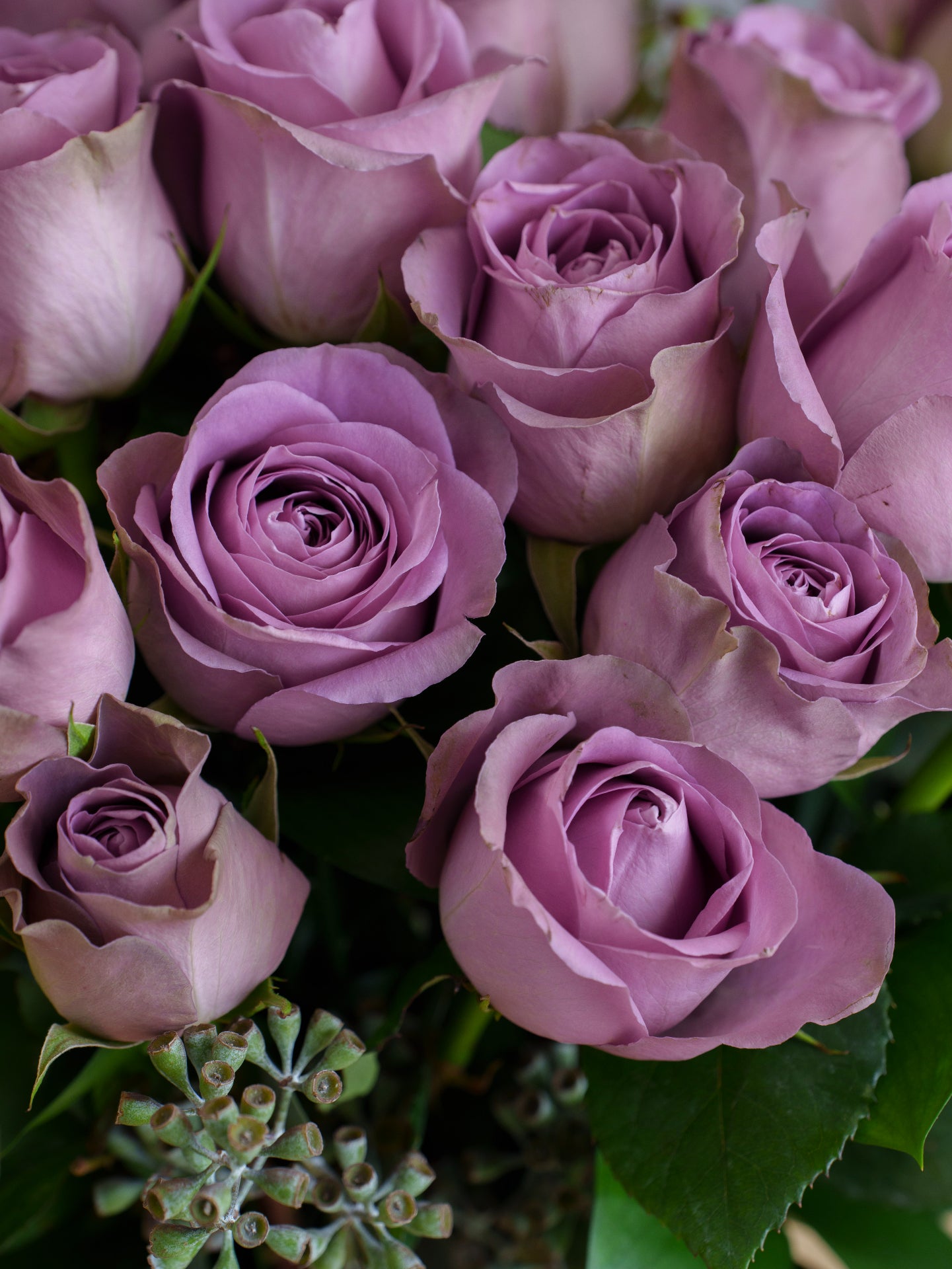 24 Purple Roses