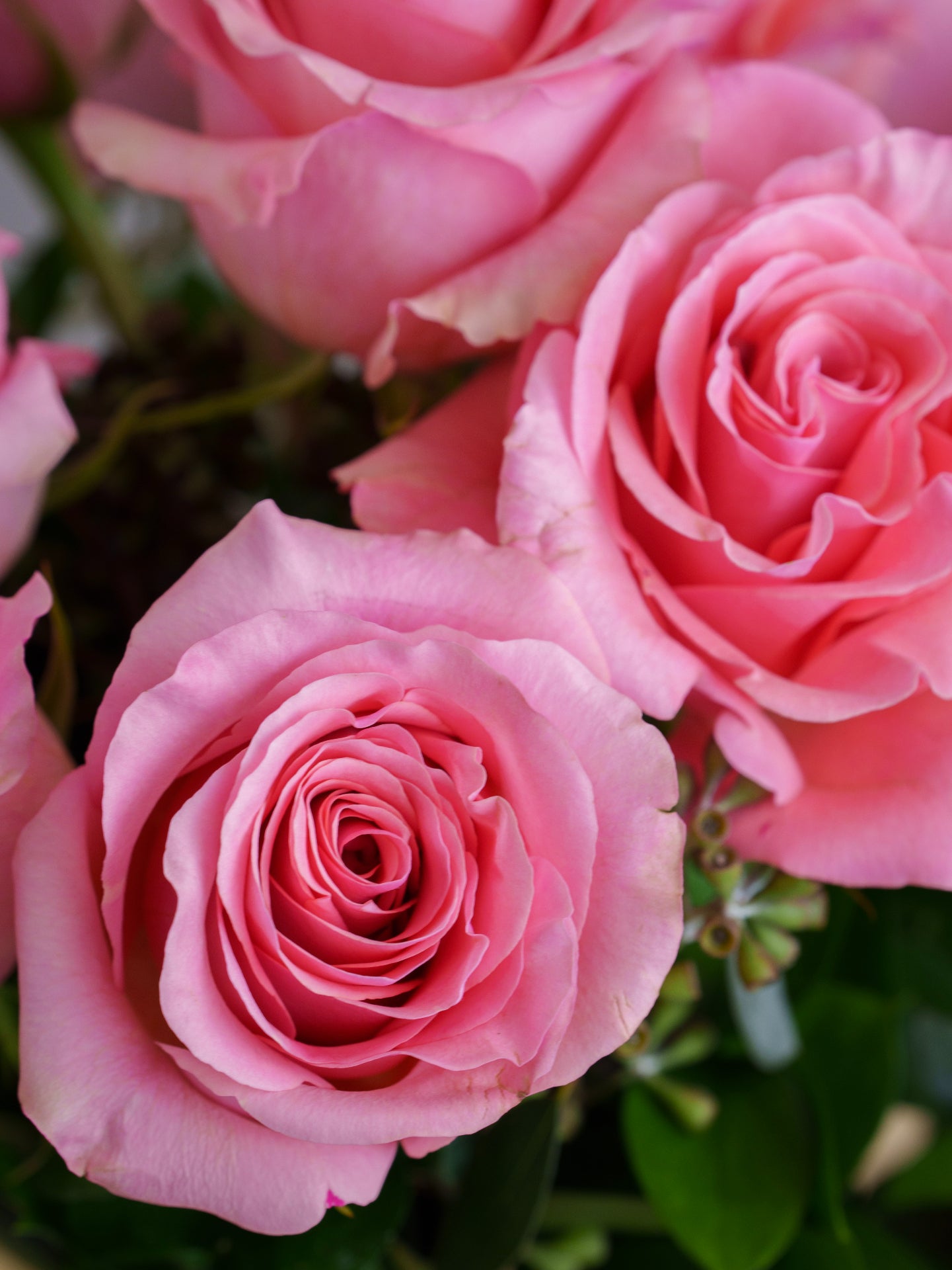 36 Pink Roses