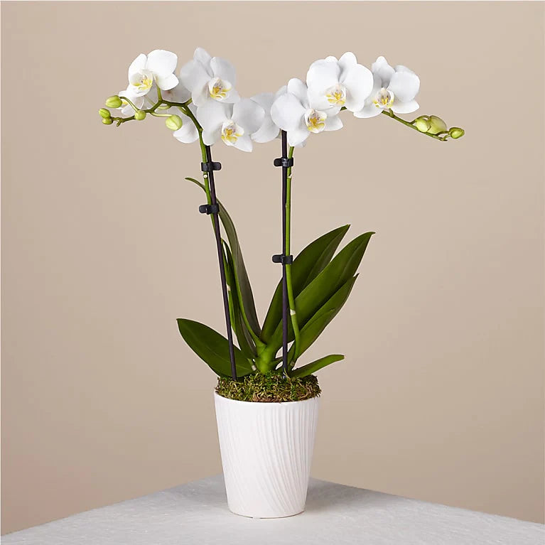 Bliss White Orchid